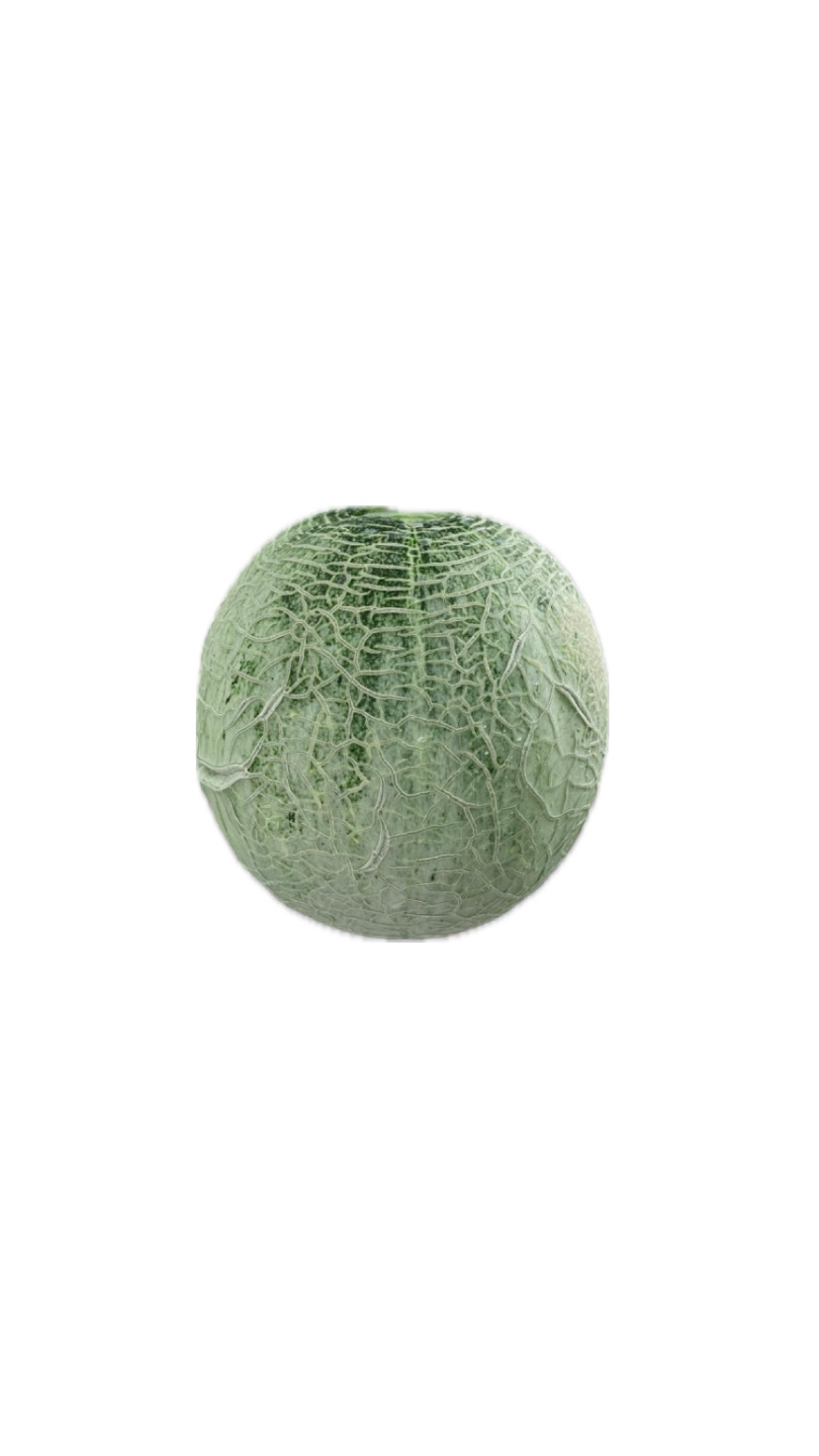Melon fujisawa